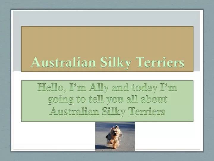 australian silky terriers