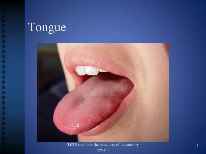 PPT - Tongue PowerPoint Presentation, free download - ID:2132760