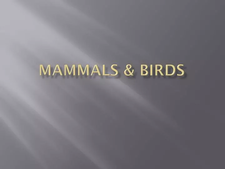 mammals birds
