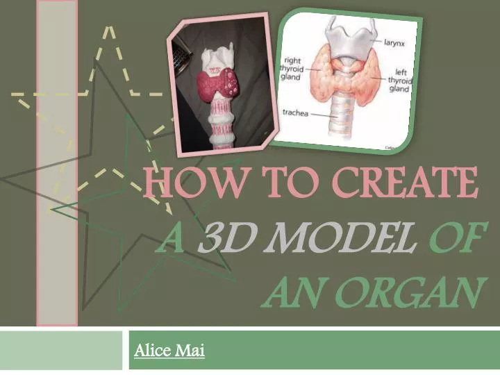 how to create a 3d model of an organ