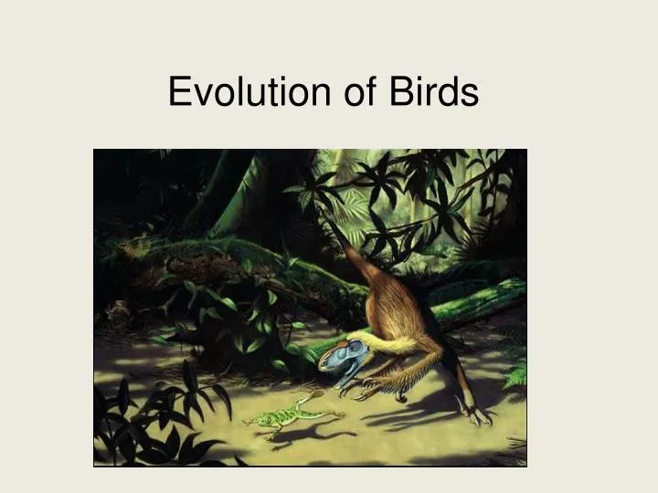 Ppt Evolution Of Birds Powerpoint Presentation Free Download Id2133018