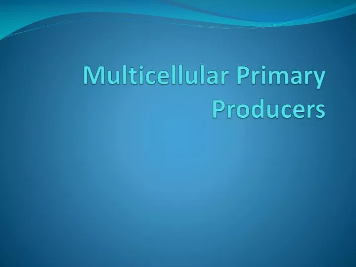 multicellular primary producers