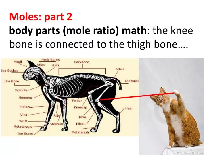 moles part 2 body parts mole ratio math the knee bone is connected to the thigh bone