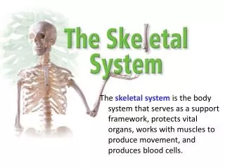 Functions of Skeletal System