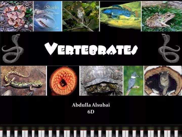 vertebrates