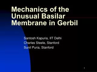 Mechanics of the Unusual Basilar Membrane in Gerbil