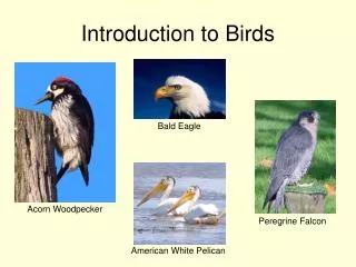 Introduction to Birds