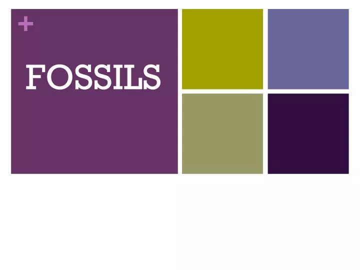 fossils