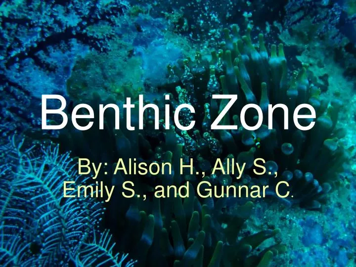 benthic zone