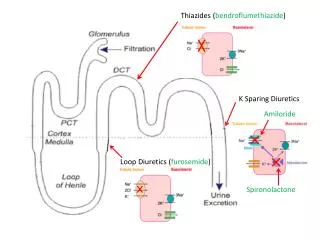 Loop Diuretics ( furosemide )