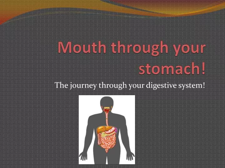 mouth through your stomach