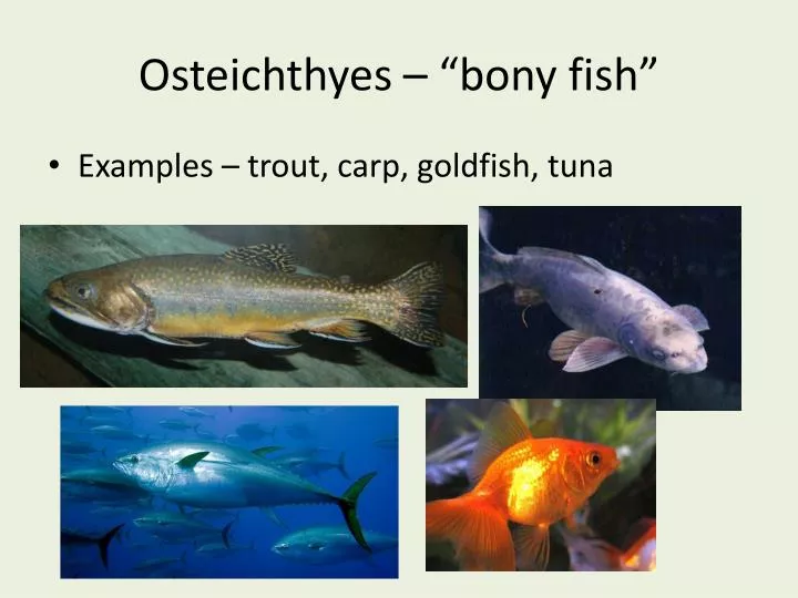 osteichthyes bony fish
