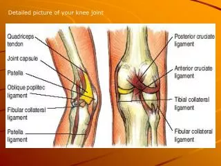 Detailed picture of your knee joint