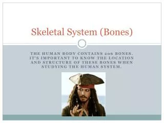 Skeletal System (Bones)