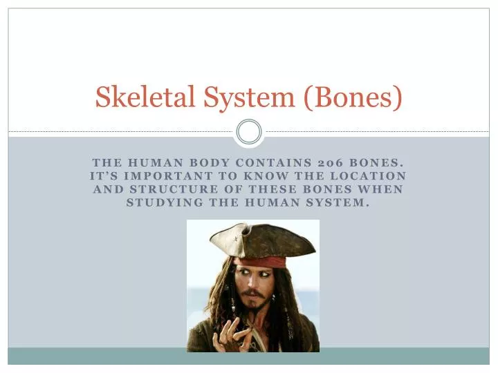 skeletal system bones