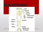 Skeletal System