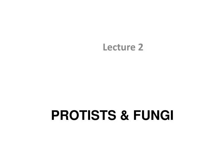 protists fungi