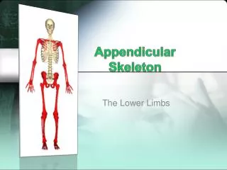 Appendicular Skeleton