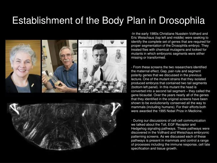 establishment of the body plan in drosophila