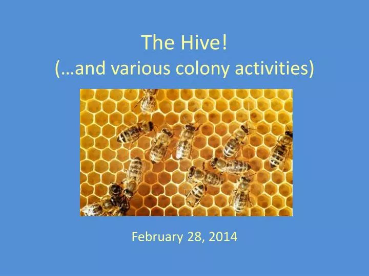 the hive and various colony activities