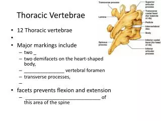 Thoracic Vertebrae