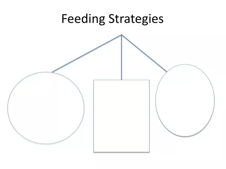feeding strategies