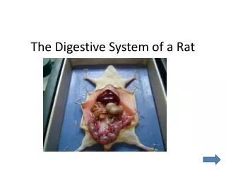 The Digestive System of a Rat