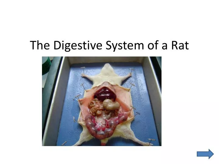 the digestive system of a rat