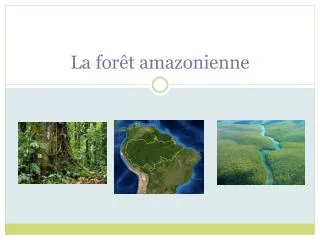 la for t amazonienne