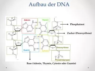 Aufbau der DNA