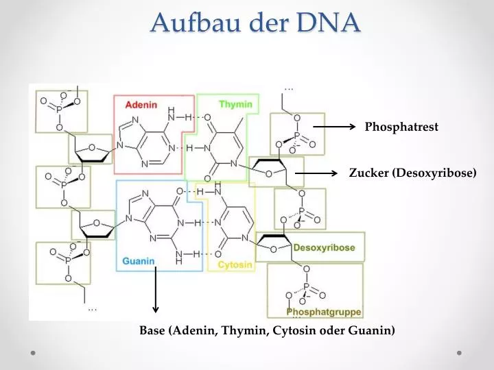 aufbau der dna