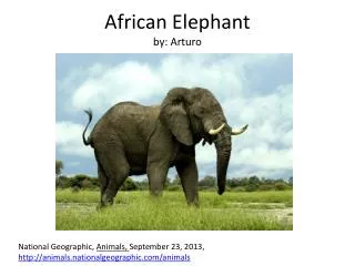 African Elephant by: Arturo