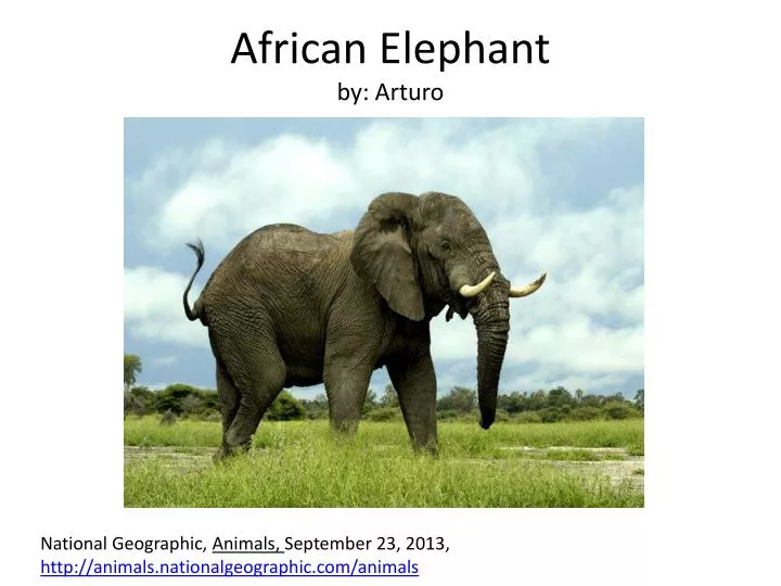 african elephant by arturo