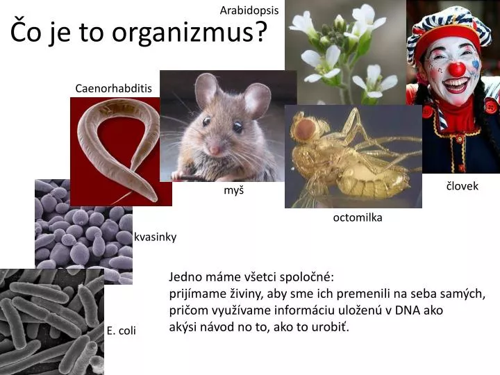 o je to organizmus