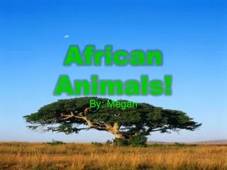 African Animals!