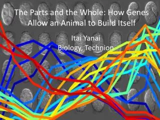 The Parts and the Whole: How Genes Allow an Animal to Build Itself