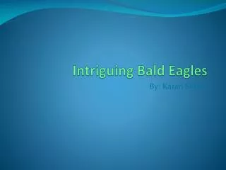 Intriguing Bald Eagles