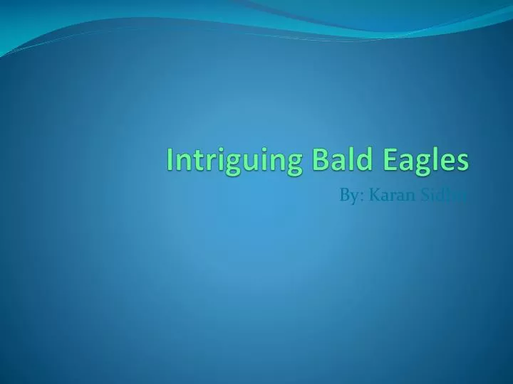 intriguing bald eagles