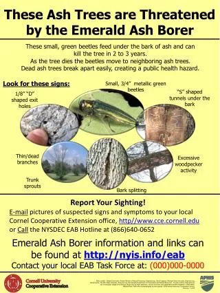 These Ash Trees are Threatened by the Emerald Ash Borer