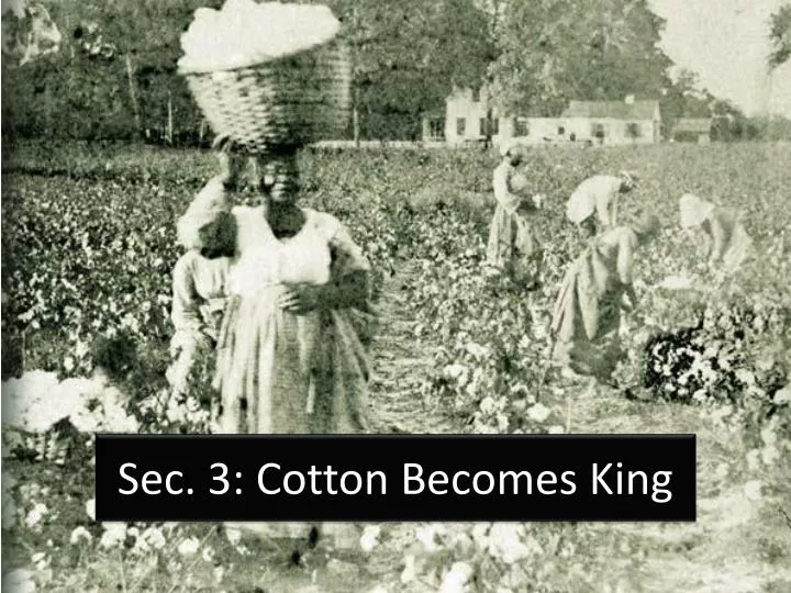 sec 3 cotton becomes king