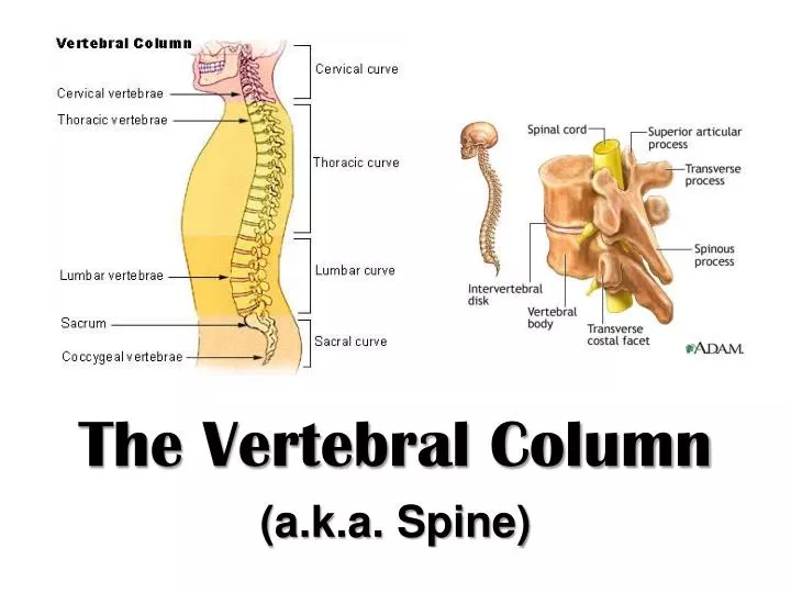 the vertebral column a k a spine