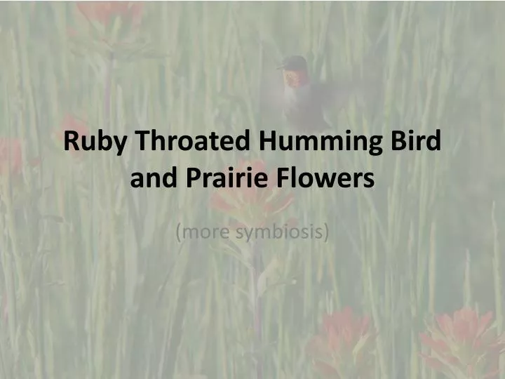 ruby throated humming bird and prairie flowers