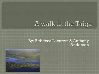 A walk in the Taiga