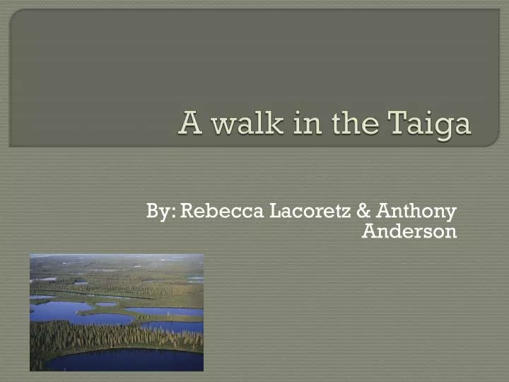 a walk in the taiga