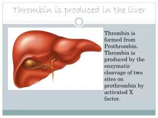 Thrombin is produced in the liver