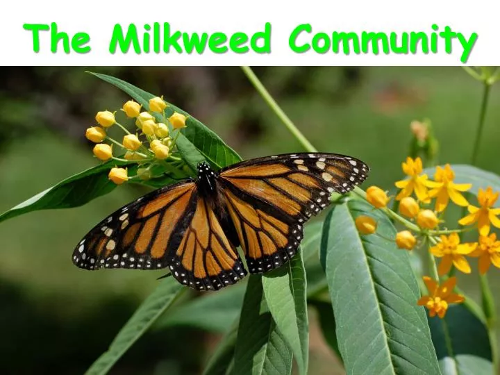 the milkweed community