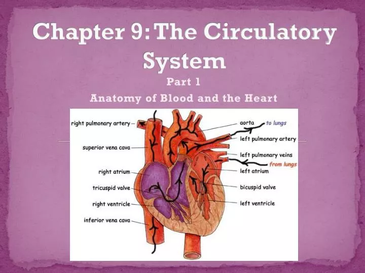 chapter 9 the circulatory system