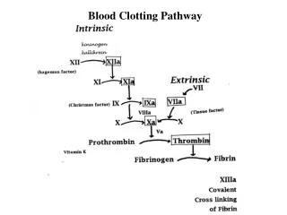 Blood Clotting Pathway