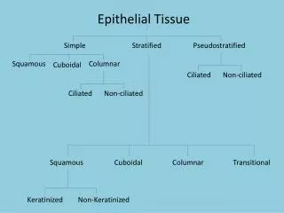 Epithelial Tissue