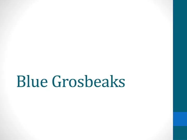 blue grosbeaks